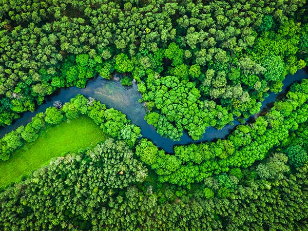 bird's eye view of a river winding through a forest
