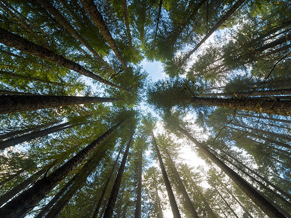 A forest canopy overhead with blue sky and clouds showing through the branches.